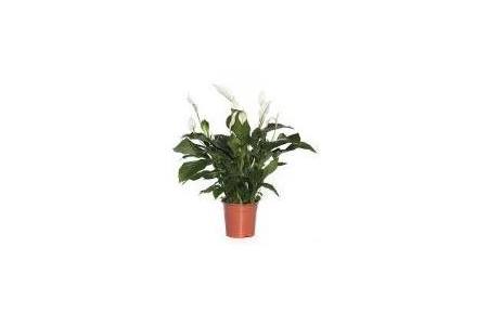 grote spathiphyllum