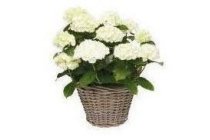 hortensia in mand