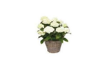 hortensia in mand