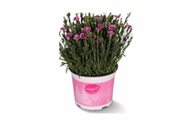 dianthus pink kisses