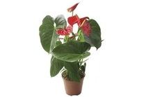 coop anthurium