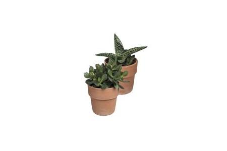 vetplant in terracotta pot