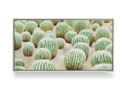 schilderij cactus 