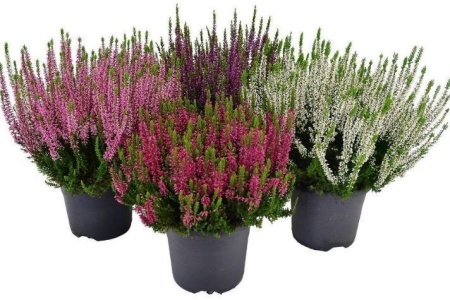 calluna beauty lady