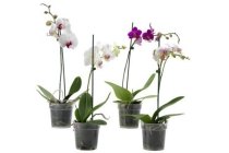 phalaenopsis 2 takken