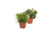 trendy groene planten