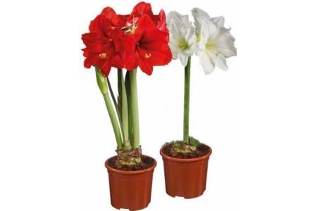 tisento amaryllis