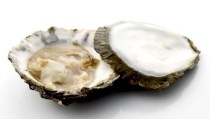 oesters