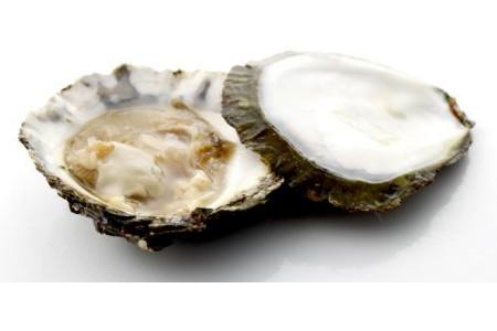 oesters