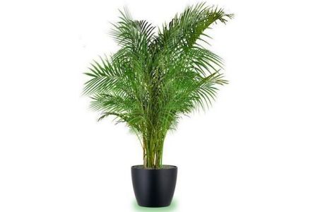 areca palm