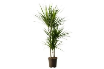 dracaena