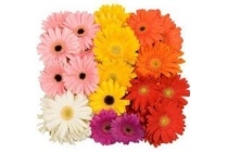 mini gerbera