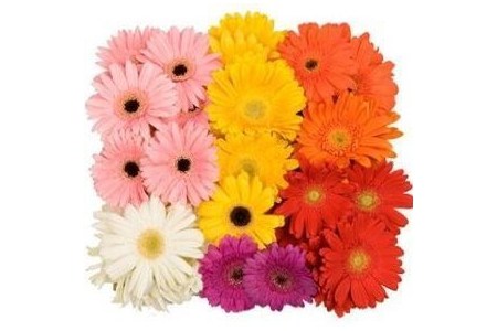 mini gerbera