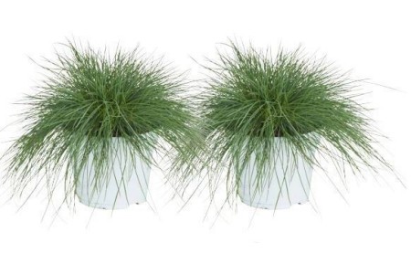 siergras festuca glauca intense blue