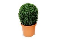 buxus bol