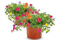 ah portulaca