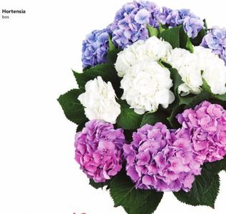 hortensia