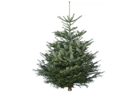kerstboom nordmann gezaagd 125 150 cm