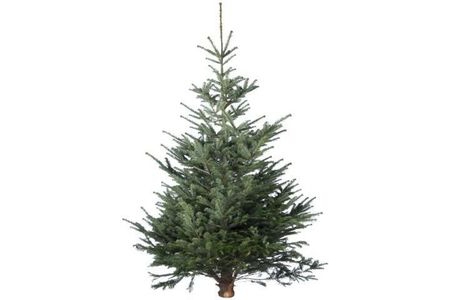kerstboom nordmann gezaagd 175 200 cm