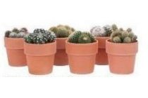cactus in keramieken pot