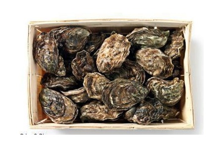 zeeuwse oesters