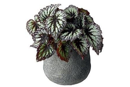 bladbegonia fireworks en fedor