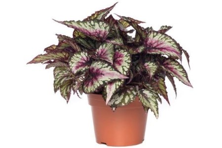 bladbegonia salsa bolero