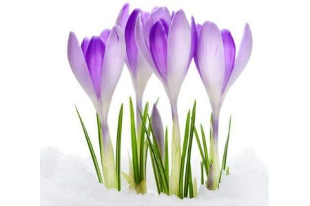 crocus