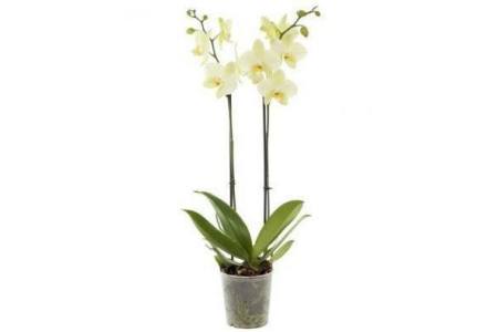 orchidee 2 tak