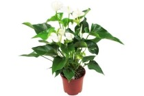 anthurium