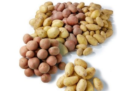 aardappels bildtstar