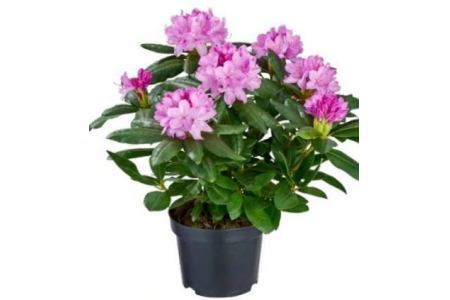 rhododendron