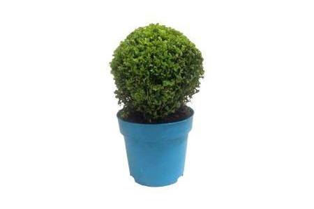 buxus bol