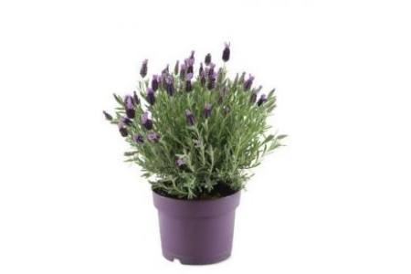 lavendel