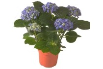 hortensia