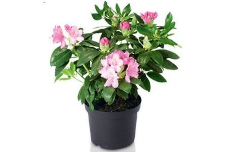 rhododendron aldi