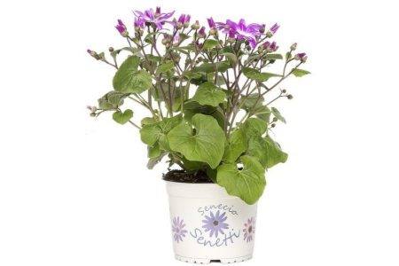 senecio senetti