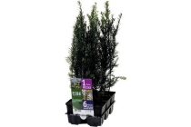 taxus baccata venijnboom