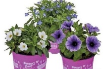 petunia season s best