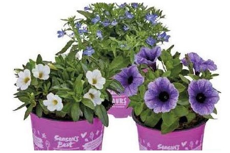 petunia season s best