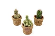 cactus in kokopot