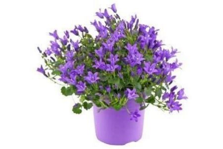 campanula