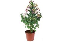 fuchsia pyramide