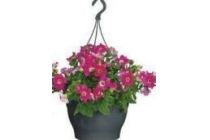 petunia in hangpot