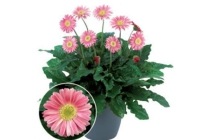 gerbera intratuin