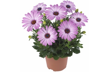 spaanse margriet osteospermum