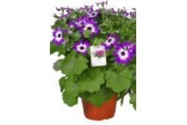 senecio senetti