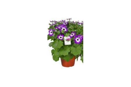 senecio senetti