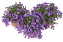 campanula addenda