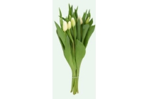 jumbo witte tulpen